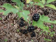 Contrada_Ilice - Rubus_ulmifolius_20100905 081.jpg